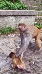 The monkey mother is a bit rude with the baby