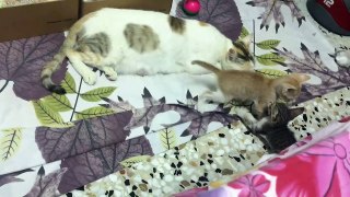 Cute Kittens Fight and Mom Cat is Sleeping