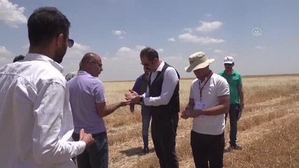 Şırnak'ta İl Tarım ve Orman Müdürlüğünce, kuraklık çalışmaları sürüyor