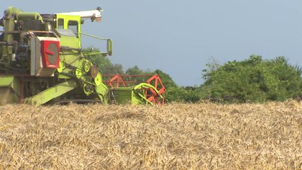 국산 밀 수확 한창인데 농민 울상..."매입가 너무 낮아" / YTN