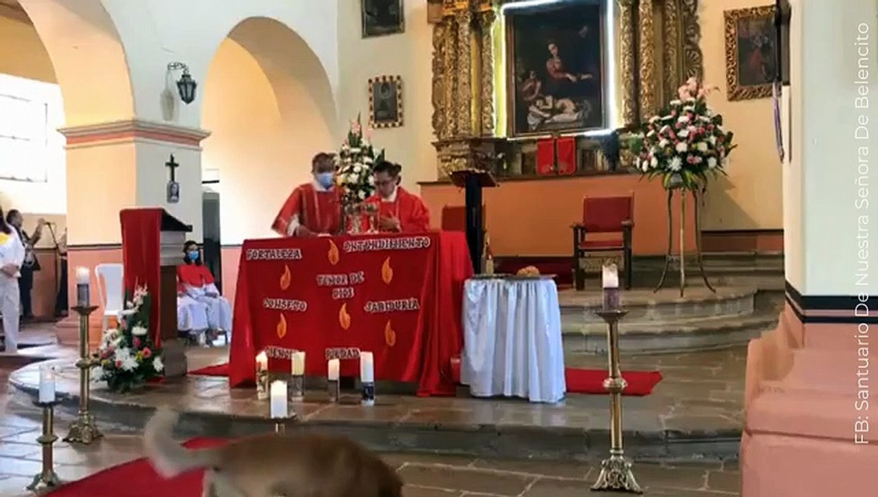 Una pequeña travesura: perro entró a una iglesia y robó el pan que el sacerdote usaba en la misa