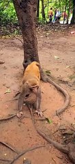 What does the monkey mother want to do?