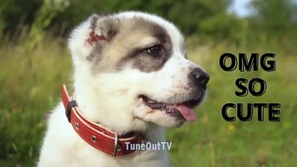 Omg such a cute little puppy dog of today.