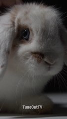 Cute little bunny rabbit of today