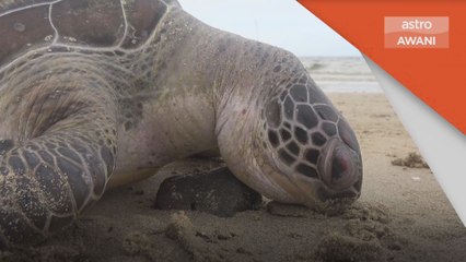 Hidupan Marin | Kempen selamtakan penyu akan diperhebat