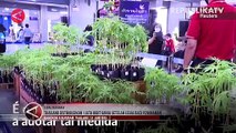 Setelah Legalisasi Penanaman, Thailand Distribusikan 1 Juta Bibit Ganja