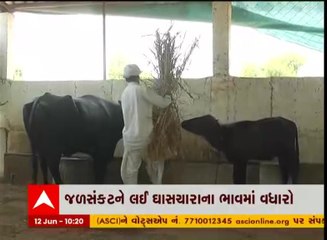 બનાસકાંઠા: બાજરીના સૂકા ઘાસચારાના ભાવમાં બે ગણો વધારો