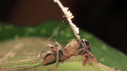 The Last of Us - Video: Die Pilz-Infektion und ihr Vorbild aus der Natur