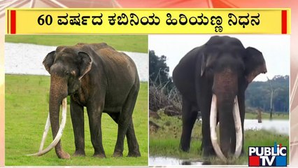 Jumbo With Longest Tusks Says Goodbye | Public TV