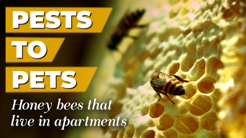 How this Bengaluru family took to beekeeping in their apartment