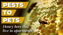 How this Bengaluru family took to beekeeping in their apartment