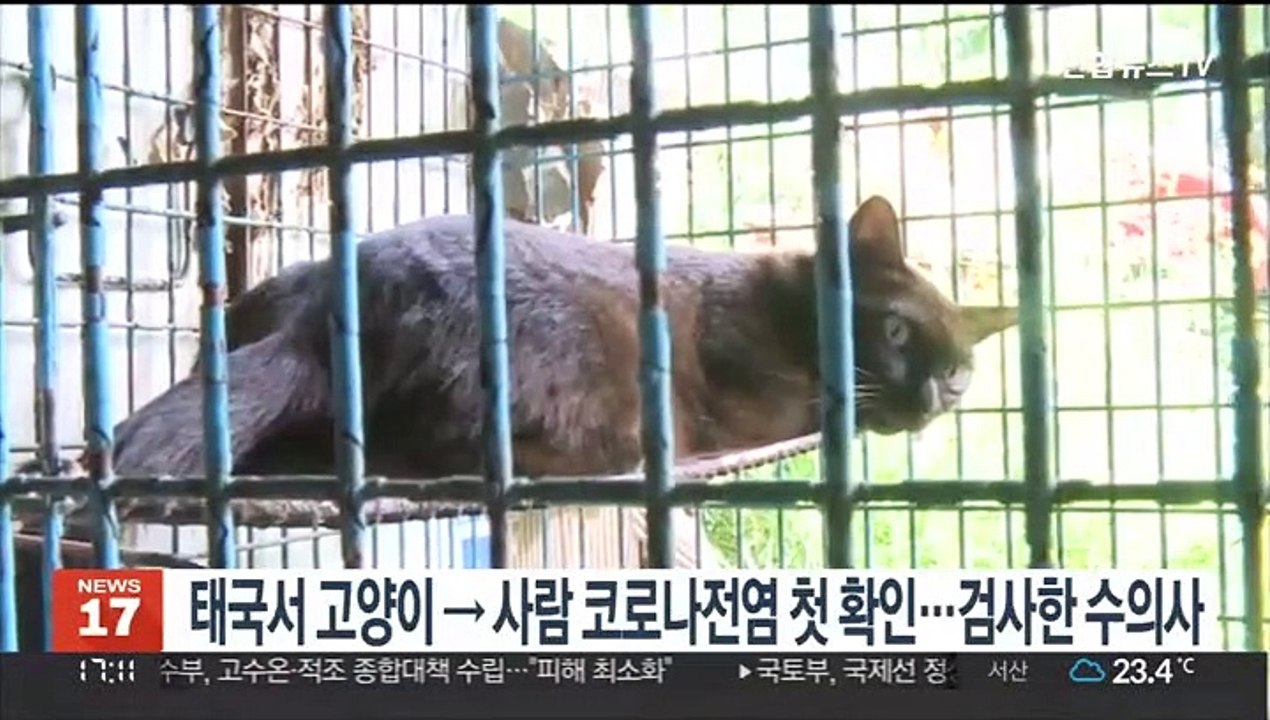 태국서 고양이→사람 코로나 전염 첫 확인…검사한 수의사