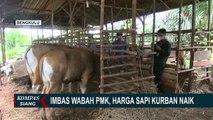 Imbas Wabah PMK, Harga Sapi Kurban di Bengkulu Naik Hingga Rp 18 Juta Per Ekor