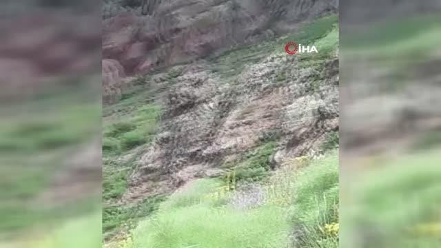Vatandaşın ayı ile gülümseten diyaloğu kamerada