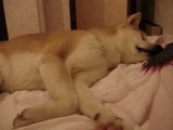 Akita Inu dans les bras de Morphée