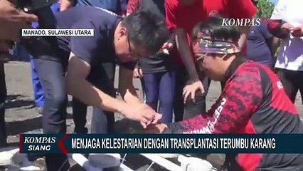 Jaga Kelestarian, Komunitas Selam di Manado Transplantasi Terumbu Karang di Pantai Malalayang