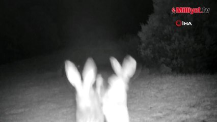 Tavşanların kavgası fotokapana böyle yansıdı
