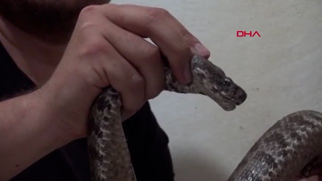 Eve giren ölümcül yılanı elleriyle yakaladı