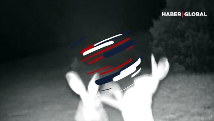 Artvin’de tavşanların tatlı sert kavgası fotokapana yakalandı: İzleyenleri gülümseten o anlar kamerada