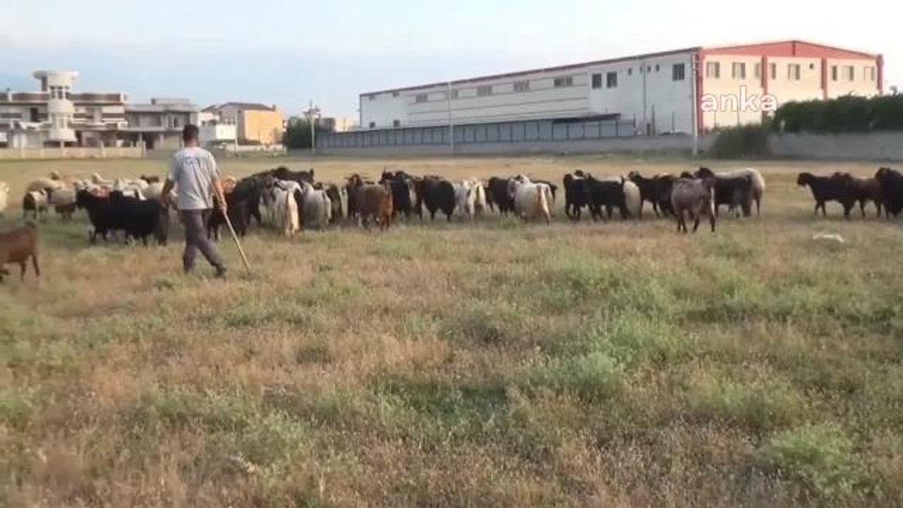 Osmaniyeli Besici: Bu Sene Kurbanlık Satışlarımız Azaldı, Yüzde 30 Aşağı Düştü