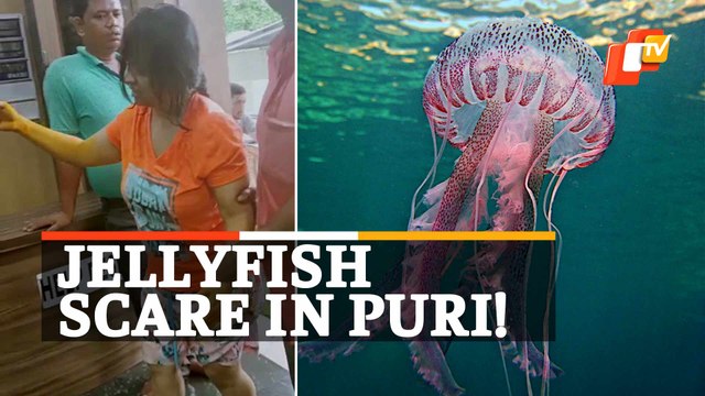 Tourists Injured In ‘Jellyfish Attack’ In Puri Sea Beach, Odisha