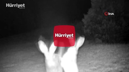 Tavşanların kavgası fotokapana böyle yansıdı