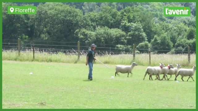 Concours de chiens de berger à Floreffe