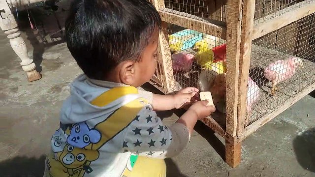 Chicks with Shades for Kids - Color Murgi ChicksMURGI Colour Chicks PETS Discoloration for Sale