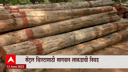 Chandrapur Wood Special Report : सेंट्रल व्हिस्टासाठी चंद्रपुरातील सागवान लाकडाची निवड ABP Majha