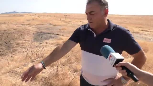 Las plagas de langostas arrasan los campos de varias comarcas de Badajoz
