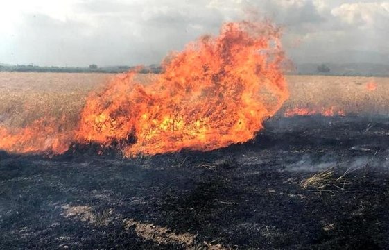 Buğday tarlası alev alev yandı, çiftçi mahsulü hasat ederek kurtarmaya çalıştı