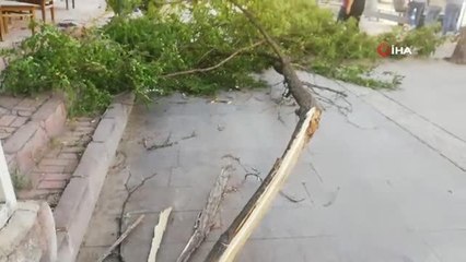 Fırtına ağacı devirdi: 1 yaralı