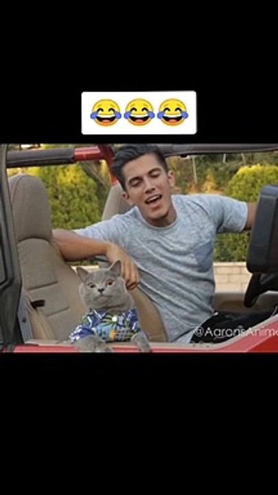 القطه داخله تحدي سباق | The cat in a car racing challenge