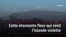 Cette étonnante fleur qui rend l’Islande violette