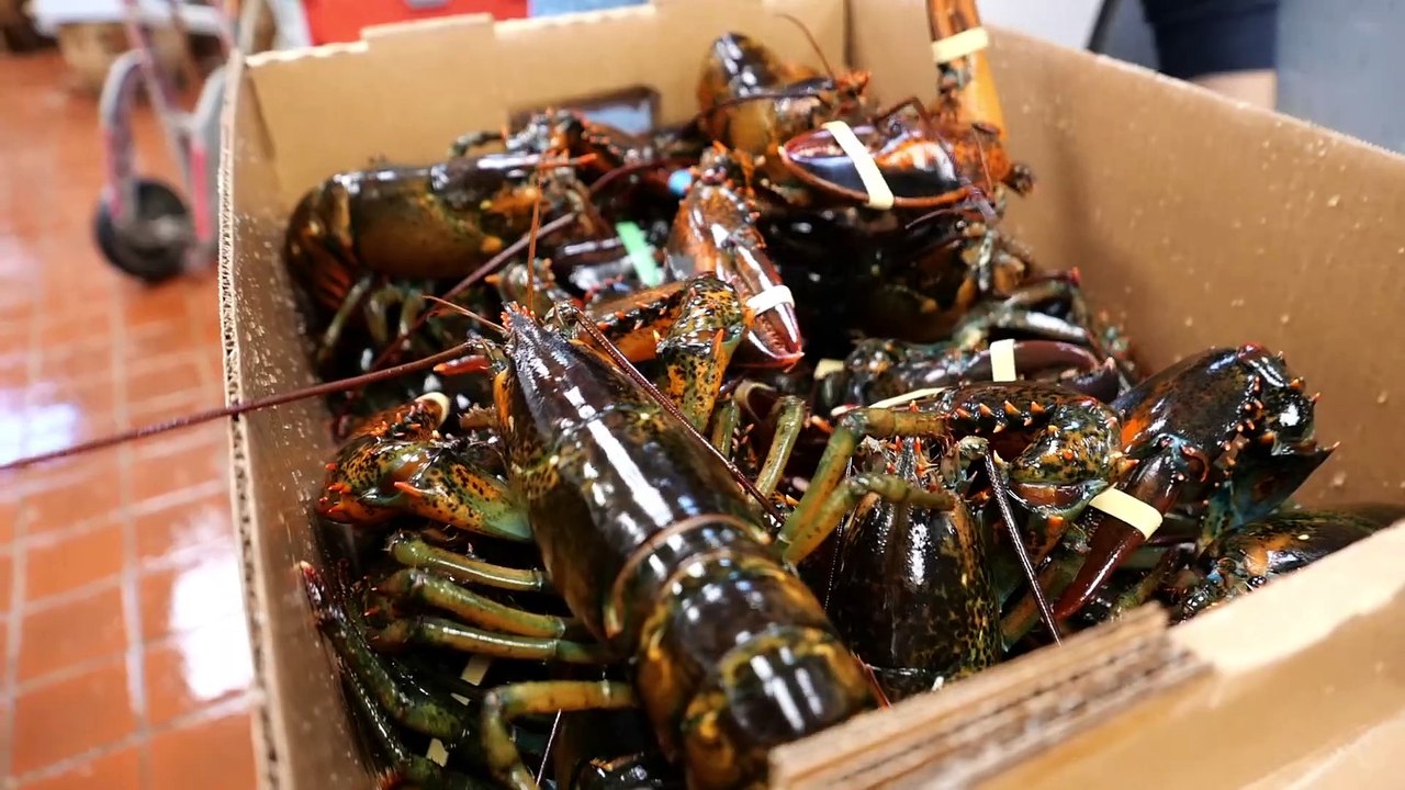 Street FoodGIANT BLACK PEPPER LOBSTER video Dailymotion