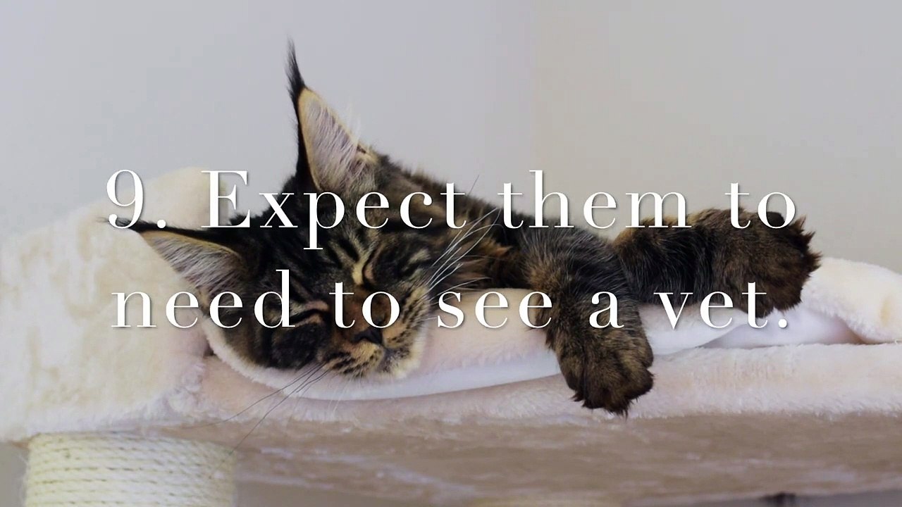 Things to Expect When You Get a Maine Coon Kitten