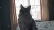 Maine Coon Cat Sean Coonery Talking