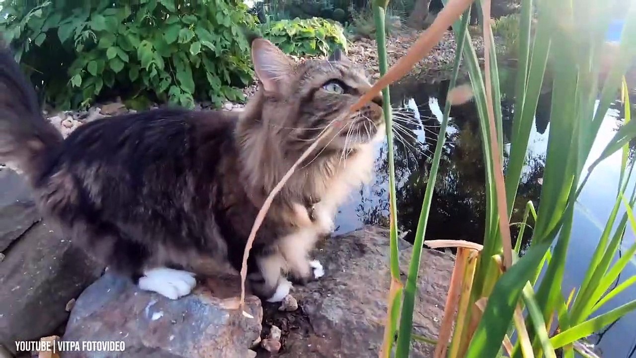 Maine Coon Cat Breed 10 Unknown Facts