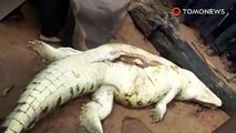 SCARY!!! THIS CROCODILE EATS YOUNG CHILDREN WHO HAVE BEEN HANDSOME AND BEAUTIFUL IN THE AMAZONE RIVER