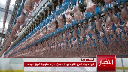 ريادة مدينة تبوك في إنتاج طيور السمان على مستوى الشرق الأوسط