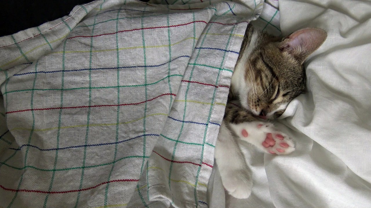 A Cat Under Cover