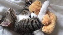 A Sweet Little Cat and His Teddy Bear