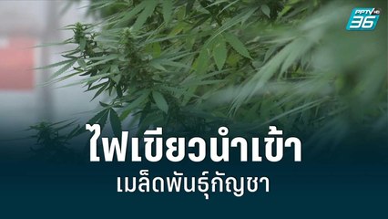 ไฟเขียวนำเข้าเมล็ดพันธุ์กัญชา | โชว์ข่าวเช้านี้ | 13 มิ.ย. 65