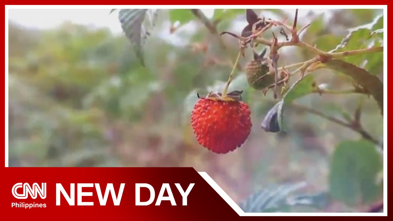 Lanao del Norte town aims to become wild raspberries capital of PH | New Day
