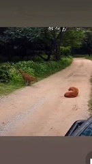 Leopard Attacks Pet Dog