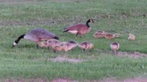 Goslings and Geese Search for Food Along the shores of Lake Superior
