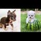 Funny Animal Videos 2022  - Funniest Cats And Dogs Videos Compilation 2022