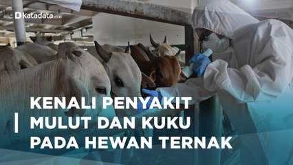 Jelang Iduladha, Penyakit Mulut dan Kuku Ancam Peternak