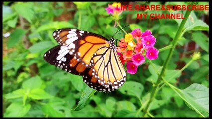 Nature Ambient Musical videos flower gardens 22