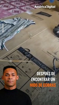 Una familia descubrió que su vivienda estaba infestada de cobras venenosas